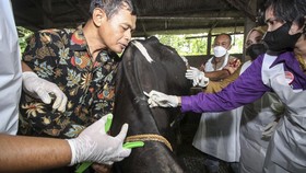 4 Langkah Kementan Cegah Antraks di Gunungkidul Jadi Wabah