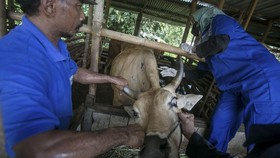 Asosiasi Sapi Minta PMK Ditetapkan Sebagai Kejadian Luar Biasa