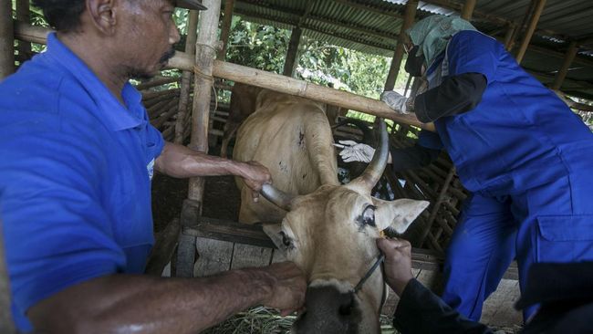 DI Yogyakarta menerima 4.800 dosis vaksin untuk hewan terpapar PMK di mana kabupaten Sleman akan mendapatkan jatah paling banyak.