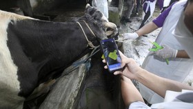 Jelang Idul Adha, Ada 2.000 Lebih Ternak di Banten Terjangkit PMK