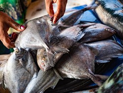 Dampak Perubahan Iklim di India: di Laut Berjam-jam Tapi Tak Ada Ikan!