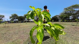 Pisonia Grandis, Tanaman 'Psikopat' Pembunuh Burung Tanpa Alasan Jelas