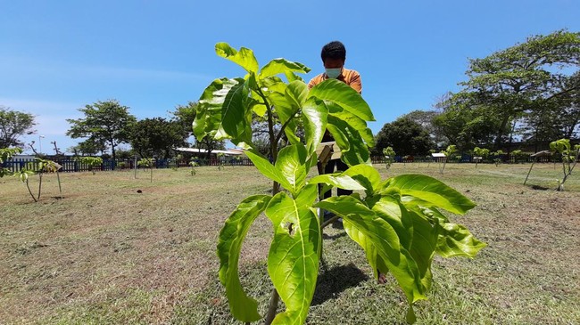 Tanaman Pisonia Grandis alias Wijayakusuma bisa menjerat burung hingga meninggal dengan motif yang sejauh ini belum diketahui para pakar.