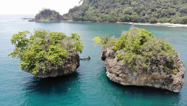 Tanaman Pisonia Grandis alias Wijayakusuma bisa menjerat burung hingga meninggal dengan motif yang sejauh ini belum diketahui para pakar.