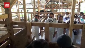 VIDEO: Gubernur RK Pimpin Vaksinasi PMK Perdana di Sumedang