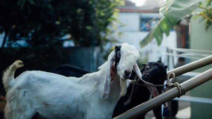 6 Cara Menabung untuk Anak Muda Agar Bisa Berkurban Setiap Tahun, Cukup Dimulai Rp10 Ribu per Hari!