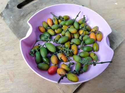 Punya Banyak Manfaat Bagi Kesehatan, Ini 3 Resep Masak Kulit Melinjo