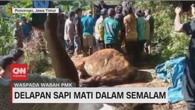 VIDEO: Delapan Sapi Mati dalam Semalam