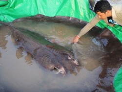 Ikan Air Tawar Terbesar Sedunia Ditemukan di Kamboja, Beratnya 300 Kg!