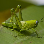 BPOM Singapura Perbolehkan Konsumsi 16 Serangga, Ini Daftarnya