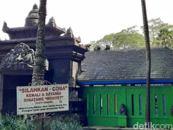 Makanan Langka! Monyet Wendit Tawuran Geng, yang Kalah Satroni Rumah Warga