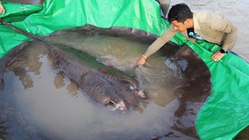 FOTO: Ikan Air Tawar Terbesar di Dunia Ditangkap di Kamboja