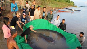 Kenali Pari, Ikan Air Tawar Terbesar yang Ditangkap di Sungai Kamboja