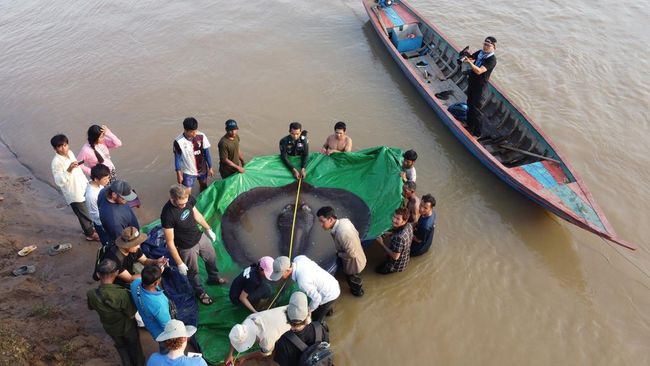 Ikan pari raksasa yang ditangkap di Kamboja berukuran sekitar 4 meter.