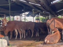 Sapi Terjangkit PMK, Pengepul di Karangasem Minta Ganti Rugi
