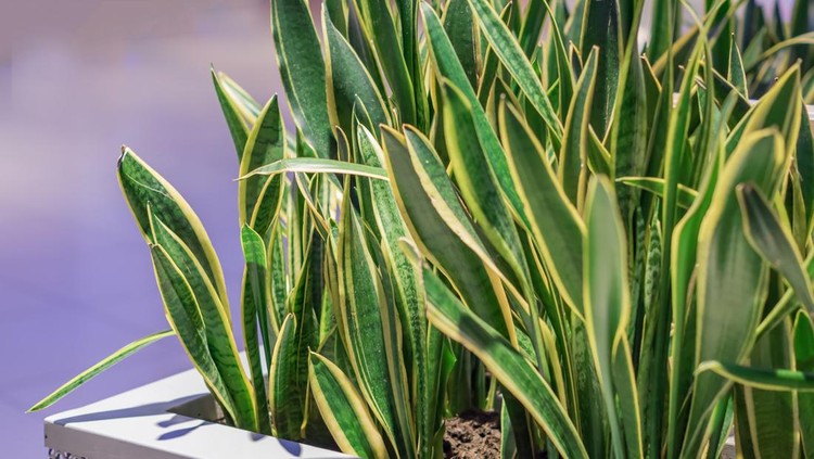 Sansevieria plant in big metal pot