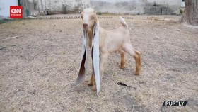 VIDEO: Bayi Kambing Asal Pakistan Punya Telinga Terpanjang Di Dunia