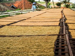 Petani Tembakau Punya Ancaman Baru, Apa Itu?