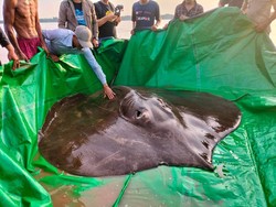 Populer: Ikan Air Tawar Terbesar di Dunia Ditemukan!