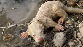 FOTO: Imutnya Jenny, Berang-berang Albino Langka dari Irak