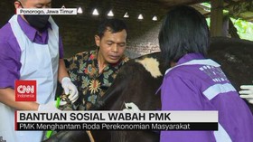 VIDEO: Peternak Harapkan Bansos PMK