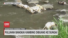 VIDEO: Puluhan Bangkai Kambing Dibuang ke Sungai
