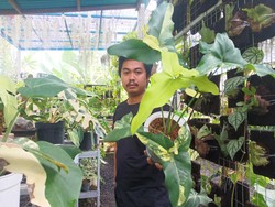 Wah, Harga Per Lembar Daun Tanaman Hias Ini Puluhan Juta Rupiah