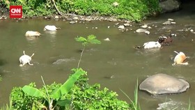VIDEO: Warga Geger Puluhan Kambing Mati Di Dekat Sungai