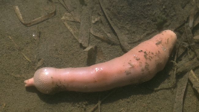 Ribuan cacing spesies Urechis caupo pernah terdampar di Pantai Drakes, California, AS, 2019, dan menghebohkan warga. Kenapa bentuknya bisa seperti itu?