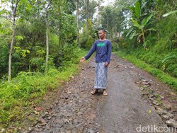 4 Warga Windusari Magelang Luka Diserang Babi Hutan