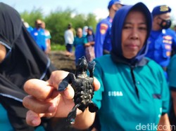 Peduli Satwa Langka, Polresta Banyuwangi Melepasliarkan Tukik di Selat Bali