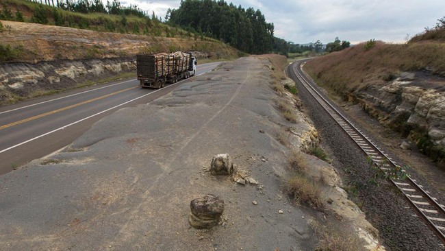 FOTO: Pohon-pohon Fosil Brasil yang 'Tidur' 290 Juta Tahun