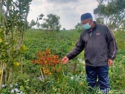 Harga Cabai Masih Pedas, Petani di Majalengka Merugi