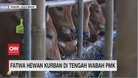 VIDEO: Fatwa Hewan Kurban Di Tengah Wabah PMK