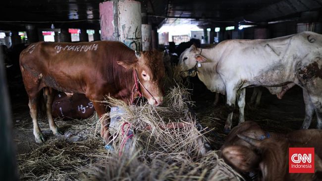 Hari raya Idul Adha ditetapkan jatuh pada Kamis (29/6). Lantas, kapan libur Idul Adha 2023?