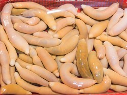 Ikan Mirip Penis Terdampar di Pantai, Jumlahnya Ribuan!