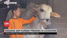 VIDEO: Sapi Kurban Yang Dibeli Presiden Jokowi Melakukan Lockdown