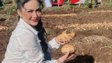 Pamer Panen Kentang di Ladang, Sepatu Krisdayanti Bikin Salah Fokus