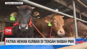 VIDEO: Fatwa Hewan Kurban di Tengah Wabah PMK