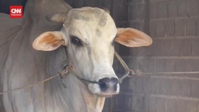 VIDEO: Sapi Kurban Milik Presiden Jokowi Dilockdown
