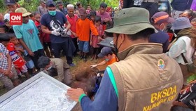 VIDEO: Habiskan Durian,  Orang Utan DIevakuasi dari Kebun Warga
