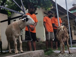 Demi Kebutuhan Idul Adha, 3 Pemuda Yogyakarta Curi 8 Ekor Kambing