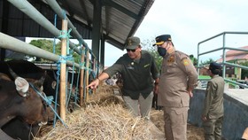 Jelang Idul Adha, Kementan Pastikan Semua Ternak Sapi NTT Sehat