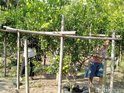 Agrowisata Baru di JJLS Bantul, Petik Jeruk Keprok di Ladang Pasir