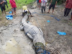 Buaya Menyelonong ke Permukiman Warga di Buton Bikin Geger