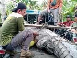 Buaya 4,3 Meter di Buton Nyelonong ke Dekat Permukiman Dievakuasi