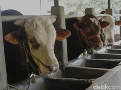 Jelang Idul Adha, Sapi-sapi Mulai Divaksinasi