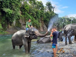 Hari Gajah Sedunia 12 Agustus, Hewan yang Populasinya Turun 62 Persen