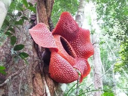 Bunga Rafflesia Raksasa Mekar di Atas Pohon Kabupaten Kaur
