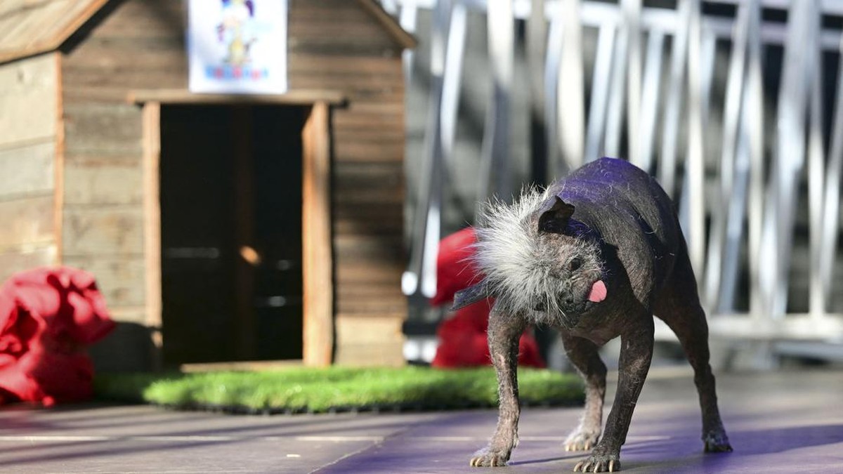 FOTO: Anjing 'Terjelek' di Dunia, Tetap Bahagia di Dekapan Ibu